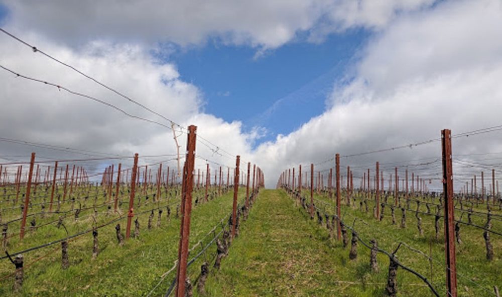 Lemelson Vineyards, Briscoe Vineyard