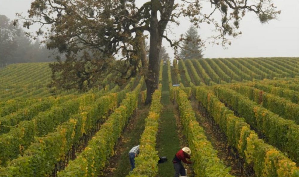 Harvest at Lemelson Vineyards, Johnson Vineyard