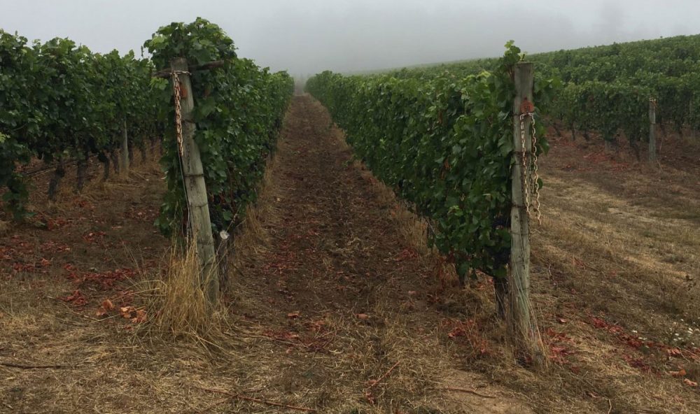 Lemelson Vineyards, Stermer Vineyard