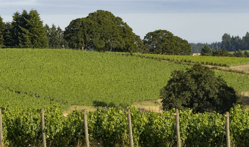 Lemelson Vineyards, Briscoe Vineyard