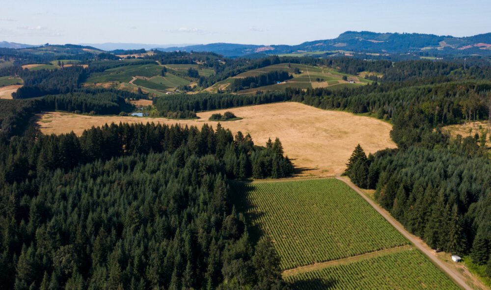 Johnson Vineyard Yamhill Carlton Lemelson