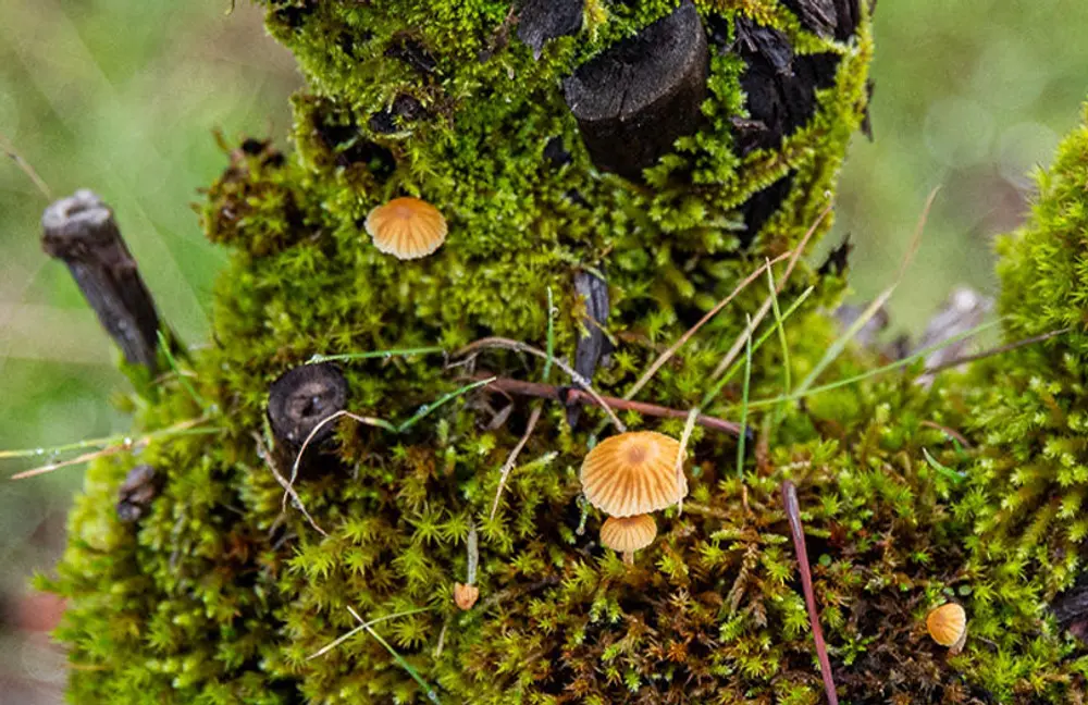 Living Soils Member Event 2026